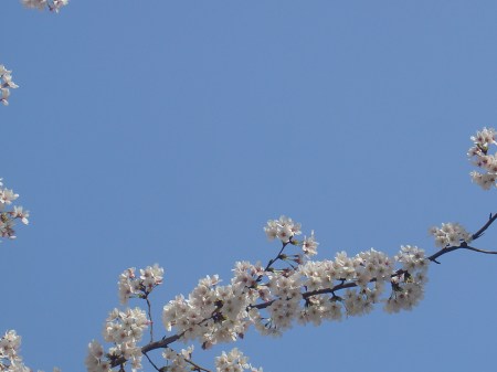 ¨Sakura en el azul¨ / Ángel La Rosa 